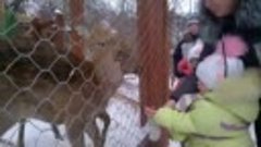Иркутский детский контактный зоопарк