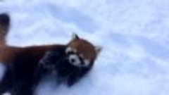 Красные панды играют в снегу - Приятного вам умиления -)