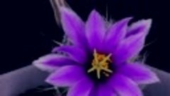Mammillaria lnsularis