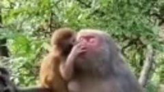 Малыш обезьянка целует Маму