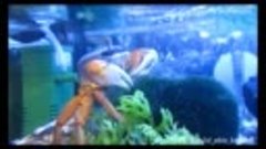 Радужный краб ест водоросли