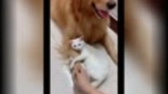 «Он мой»- ревнивый кот запретил человеку трогать пса и умили...