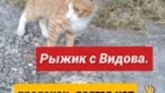 Мы говорим - спасибо!  Новороссийск помощь бездомным животны...