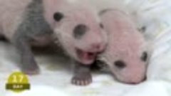 Первые 100 дней жизни маленьких братьев панд