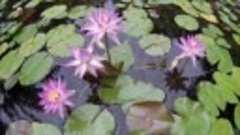 Музыка для души. Beautiful blooming water lily flower time L...