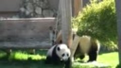 Мама панда играет со своим ребенком_360p