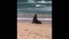 Тюлень устроил «шоу» на пляже Сиднея