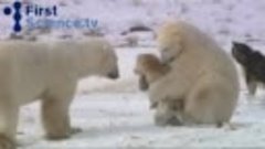 Белые медведи и собаки - странная дружба
