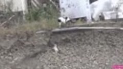 Кошка спасает щенка, застрявшего в канаве