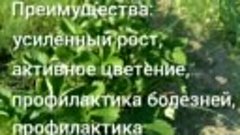 Нашатырный спирт для клубники