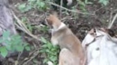Собака, сбитая на Кузнецком проспекте