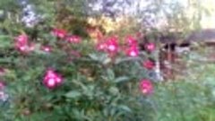 Вторая волна цветения розы Букаву (Bukavu), сентябрь 2019 го...