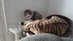 Тигр играет с домашним котом