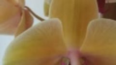 Орхидея Golden Beauty 