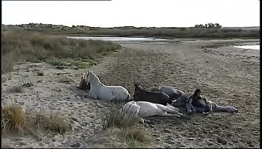 Жан Франсуа Пиньон и его свободные лошади. На пляже..VOB