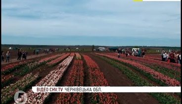 Велитенське тюльпанове поле розквітло на Буковині