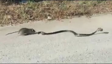 Rat Mom Saves Baby Rat From Snake | Rat vs Snake
