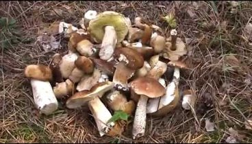За белыми грибами