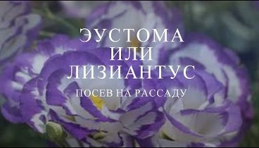 Эустома или Лизиантус: посев, выращивание рассады!