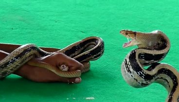 Укротитель ловит змею ртом