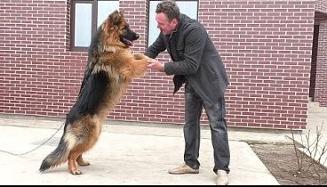 ДЛИННОШЕРСТНАЯ НЕМЕЦКАЯ ОВЧАРКА Крей, 9 мес. MALE longhair German Sh ...