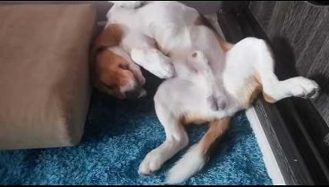 Beagle is sleeping at home in a pose "beagle" || Бигль  сп ...