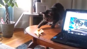 Котэ испугался банана:)