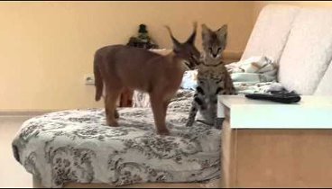 Сервал и каракал играют. Serval and caracal play.