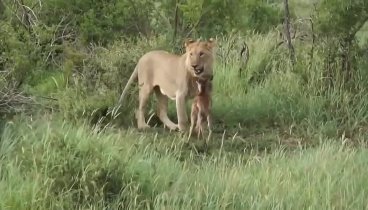 Дикий лев защищает маленького телёнка