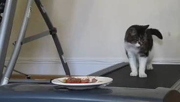 Как заставить кота похудеть