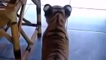 Кто нибудь скажите ему, что он тигр