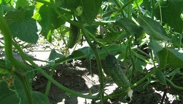 Выращивание огурцов и помидоров на маленьком огороде