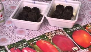 Как правильно сажать томаты и перцыВыбор сортов и принадлежностей дл ...