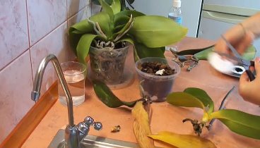 Реанимация орхидеи. Один из способов. orchid rehabilitation