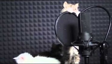 котята поют песню