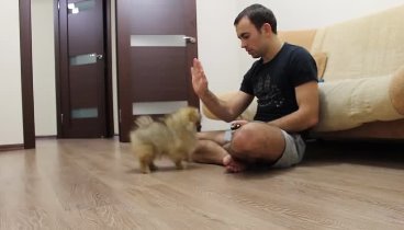 Померанский шпиц - 3 месяца (Pomeranian dog - 3 month)