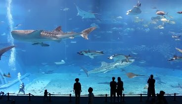 Kuroshio Sea - 2nd largest aquarium tank in the world - (Please Don& ...