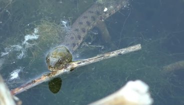 Гадюка охотится на рыбу Уникальные кадры. Snake hunts for fish