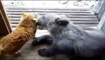 Медведь и кот воспитатель.  Необычная дружба животных.