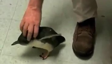 Что будет, если пощекотать пингвина