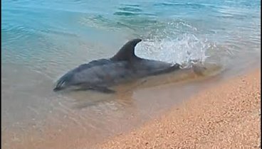 Дельфинчик ловит рыбку Крым  Керчь
