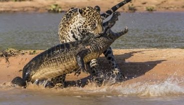 Ягуар убивает огромного крокодила. Жестокая схватка на смерть / Ягуа ...