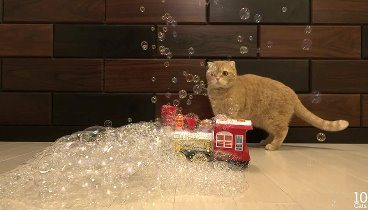 10 кошек и мыльные пузыри