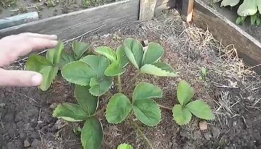 Как размножить клубнику на своем дачном участке