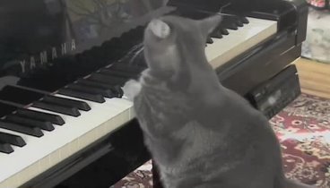 Кот-пианист с симфоническим оркестром