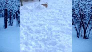 Радуемся снегу..