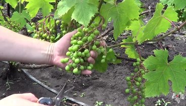 Нормировка винограда гроздями. Виноград 2016.