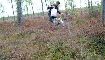 Клюквы в этом году никто не обещал, но погуляли хорошо.