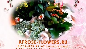 Компания  Afrose flowers