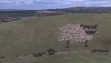 как развлекаются пастухи